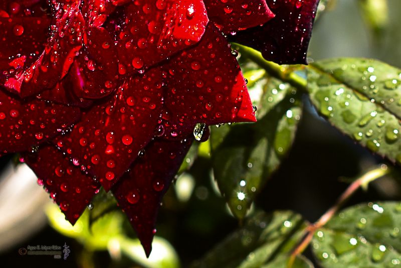 La lluvia y la rosa.jpg